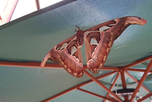 The Atlas Moth only has a short lifespan and does not feed.