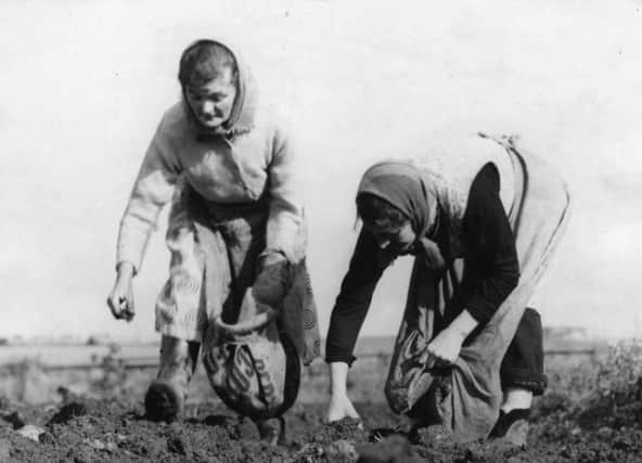 Potato pickers at Whitburn in 1957.