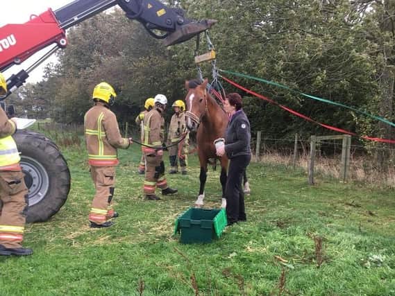 Firefighters help Mrs Dooley the horse to her feet.
