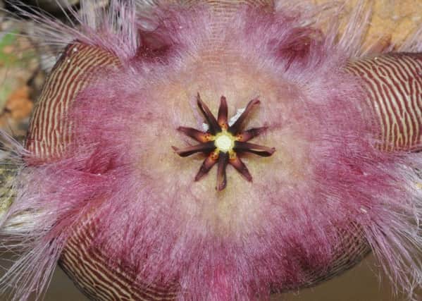 Stapelia gigantea, the carrion flower.