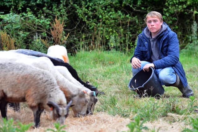Hebburn sheep farmer Aaron Whitehouse is angry over teenagers threatening his livestock