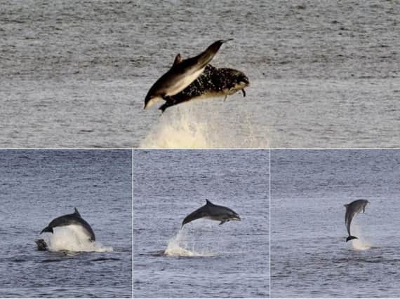 Dolphins swimming off the coast at Marsden. Picture: Laurence Younger.