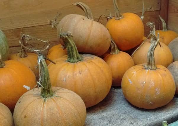 Pumpkin Winter Luxury. Picture by Real Seeds