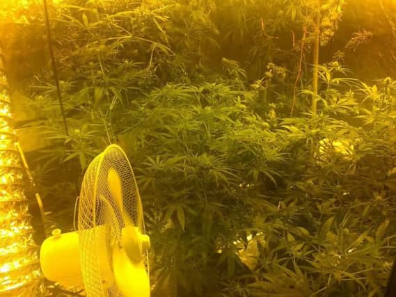 The drugs farm at Pelaw Industrial Estate busted under Operation Panther