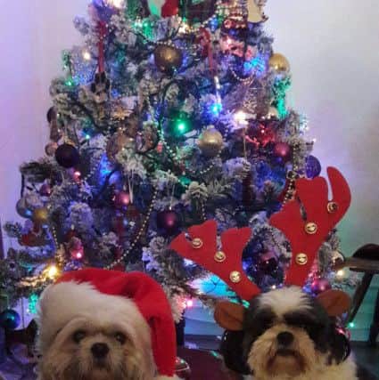 Santa Paws. Fergus and Piper. Picture: Gillian Henderson and Kate Anderson.