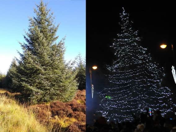 Where South Tyneside's Christmas trees come from