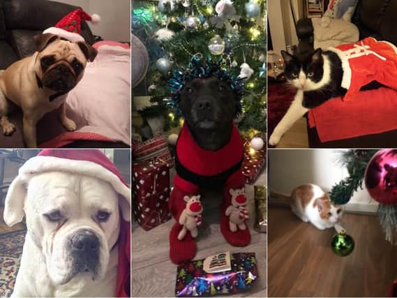 Some of your Santa Paws pictures so far - looking good!