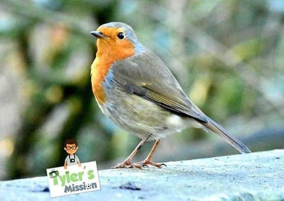 Robin captured on camera by Tyler