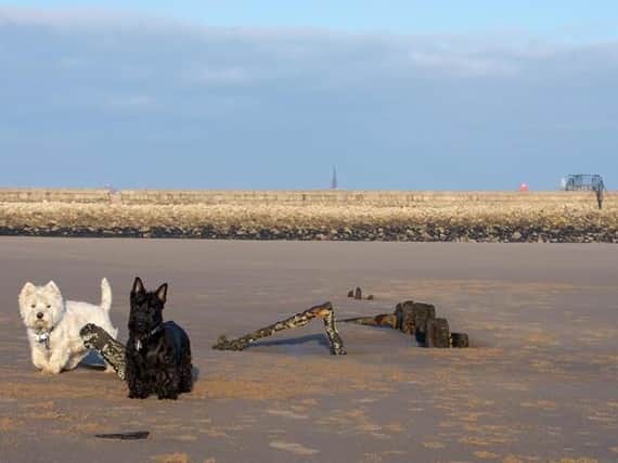 Part of what is believed to be the wreckage of Constance Ellen which foundered just south of the South Pier, South Shields, during a gale in 1901. Pic by Mark Beadle.