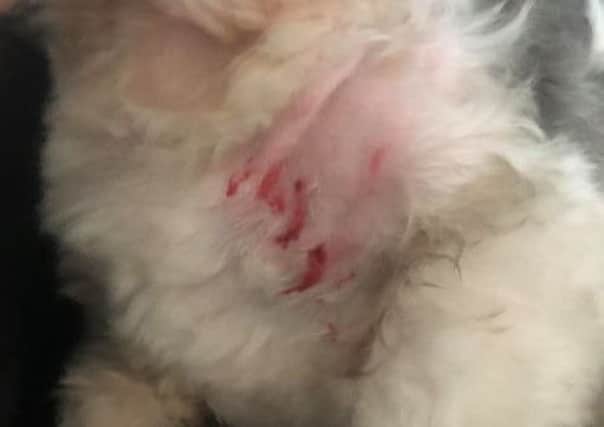 Injuries caused to Shih Tzu in the attack