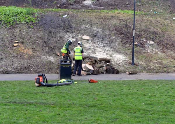 Workers in North Marine Park tree felling