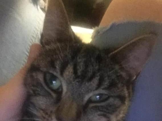 Tiger Lilly who has been missing from her home in Whiteleas since Monday