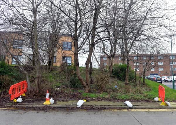 Trees to be felled on Lady's Walk
