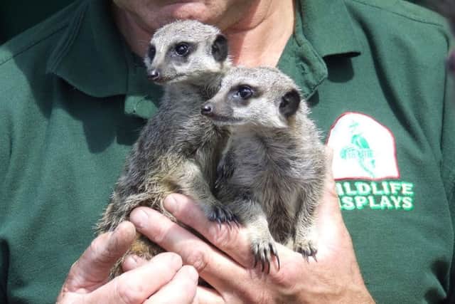 The team from Wildlife Displays will be bringing along meerkats.