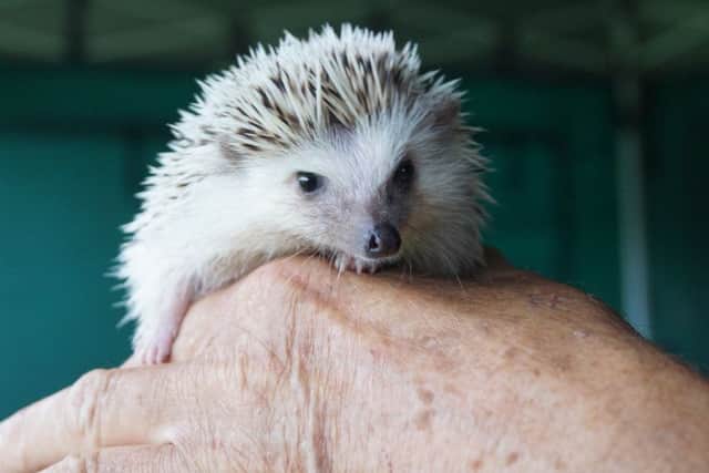 Children with have the change to get up close to hedgehogs