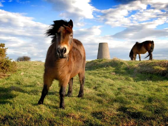 The Exmoor ponies on Cleadon Hills. Picture by Tim Richardson