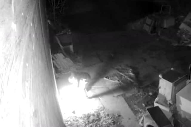 Dramatic video shows moment arsonist accidentally sets himself on fire