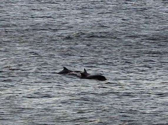 Dolphins swimming in water near South Shields Pier. Picture by Steven Lomas.