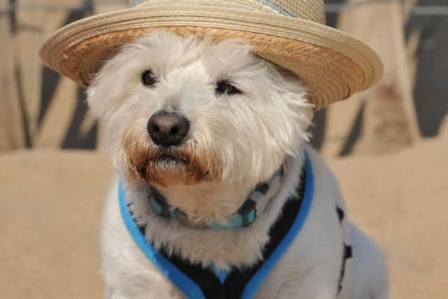 Cairn Terrier Dylan enjoying the Easter Bank Holiday Monday weather at Sandhaven Beach, South Shields.