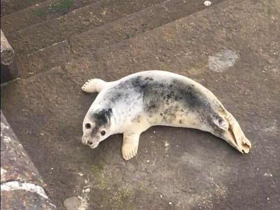 A seal pictured on the steps near South Shields. Picture by Abigail Green