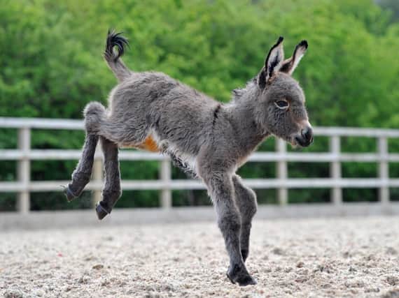 The donkey foal has star potential.