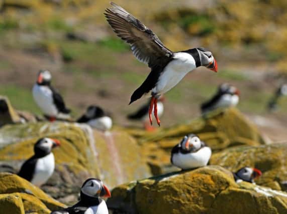 A five-yearly puffin census currently takes place - but it is going to become an annual thing.