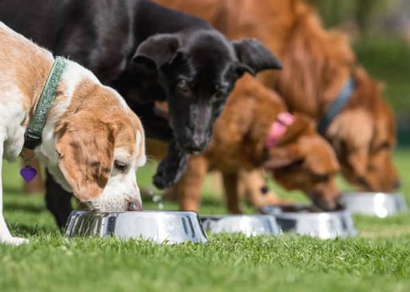Pets at Home in South Shields will be supporting Brysons Animal Shelter through its dedicated fundraising appeal.
