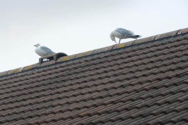Or are the seagulls just part of living in a seaside town?