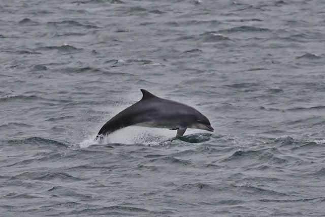 One of the dolphins breaches the suurface