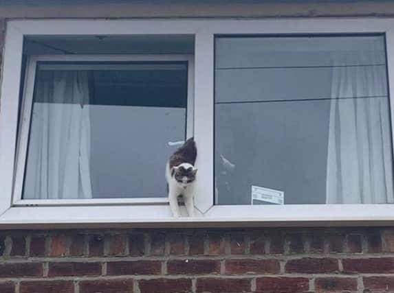 The cat found itself stuck in the window.
