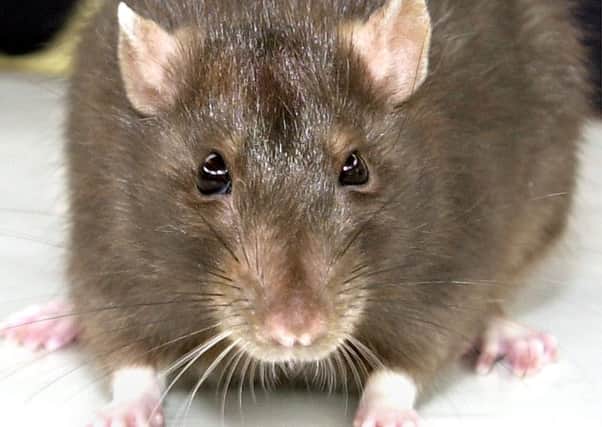 South Tyneside Council now charges a Â£20 rat call-out fee.