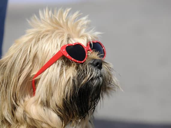 What will cheer you up today?