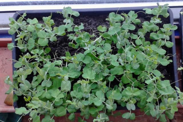 Pea shoots Twinkle are a good fast-growing crop to grow in winter.