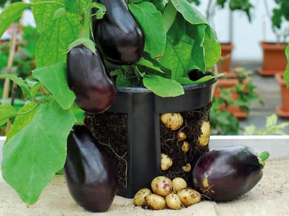 Thompson & Morgan's new Egg & Chips plant combines aubergines and potatoes.