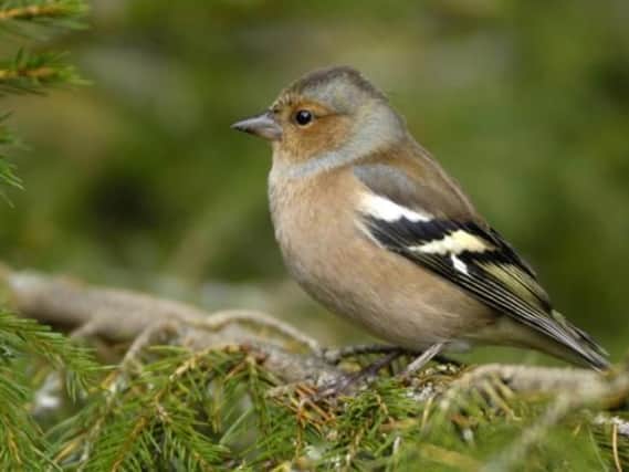 Would like to see a friendly chaffinch in your garden? Picture: Ray Kennedy.