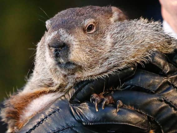 Punxsutawney Phil, the weather prognosticating groundhog, is held by the gloved hands of handler Ron Ploucha during the 129th celebration of Groundhog Day on Gobbler's Knob in Punxsutawney, Pa., Monday, Feb. 2, 2015. Phil saw his shadow, predicting six more weeks of winter weather.