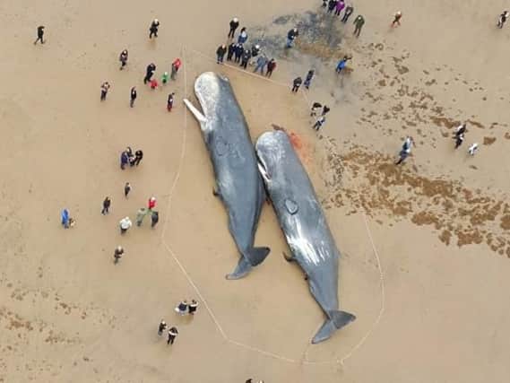 Whales have been washed up on a beach near Skegness.