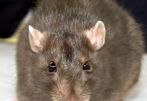 Restaurant and takeaway owners could face larger fines or even prison sentences if they have pest problems on their premises.