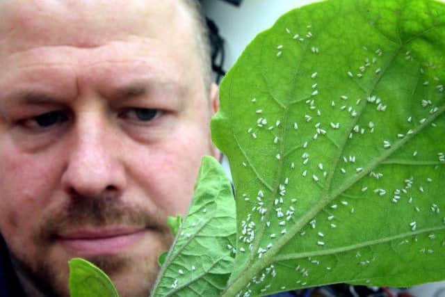 Newcastle University research into why wild tomatoes are more resistant to whitefly than commercial varieties.
Pictured: Dr. Colin Tosh with lab grown whitefly.
Pic: Mike Urwin. 270116