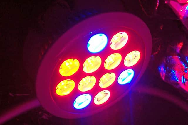 The red and blue LED components produce the wavelengths of light young plants need most.