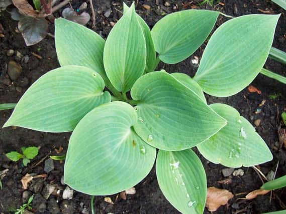 Divide hostas before the buds burst. If you can see leaves, you're too late.