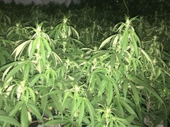 A cannabis farm.