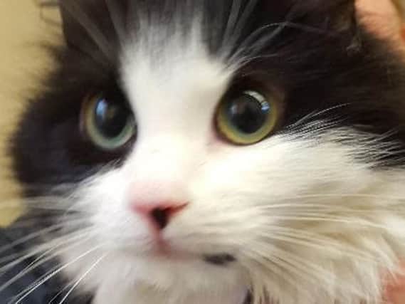 Our columnist gets more catty by the week ...