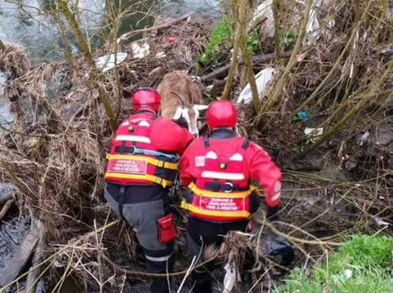 A stranded goat is rescued by Durham and Darlington Fire and Rescue Service