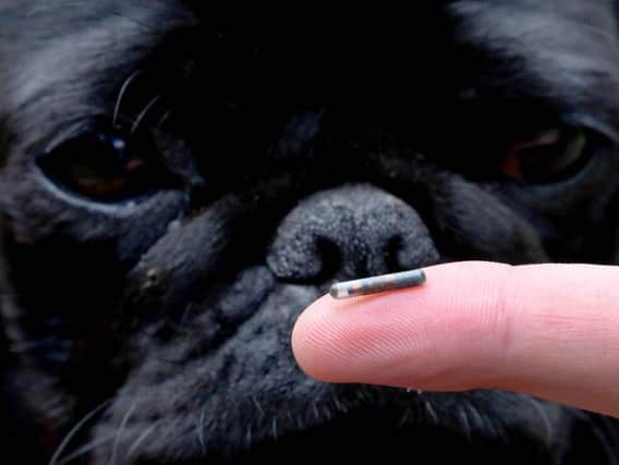 Darcy the Pug examining a dog microchip. Hundreds of thousands of dog owners could be fined for failing to microchip their pets, it was revealed one day before a new law makes it compulsory.
