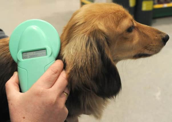 Microchipping a dog.