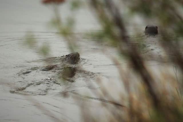 Otters on the River Wear, spotted by Suzanne Taylor during a visit to Washington WWT.