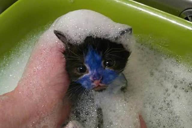 The kittens have been given numerous baths since being taken in.