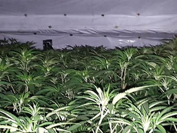 The cannabis farm uncovered in Felling.