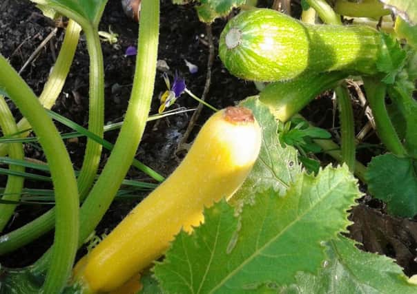 Yellow Parador and pale green Cavili make a change to supermarket courgettes.